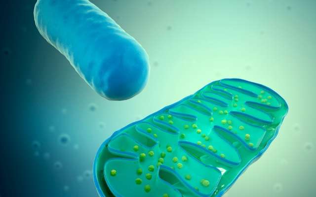 ミトコンドリア